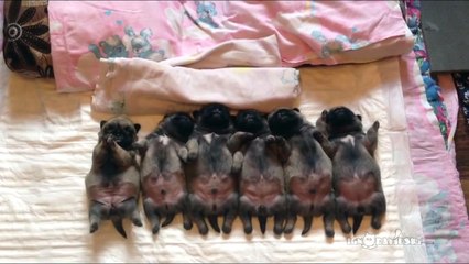 Line of Sleeping  Puppies (Pugs)