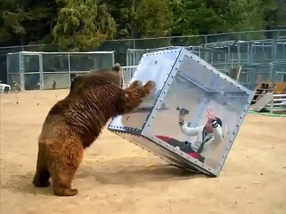 Bear attacks photojournalist inside the cage by extra HD