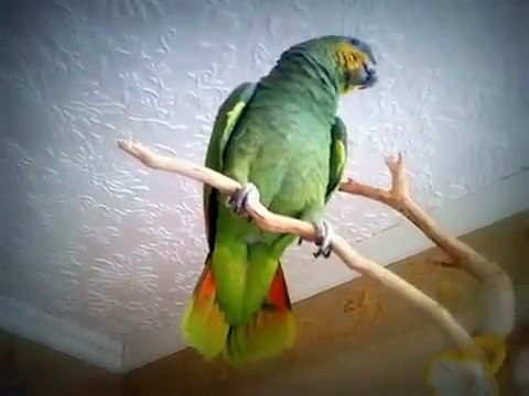 Попугай говорит что Гоша казел