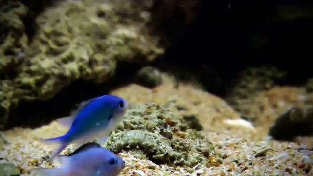 LEOPARDS´S RISKS - Hyenas & Lions ( Best Animal Documentary )