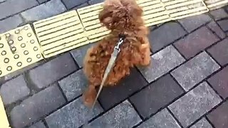 愛犬『マーキュリー』散歩 - FC2 Video_2