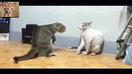 IP MAN version chats