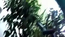 Попугай докопался до спящего кота