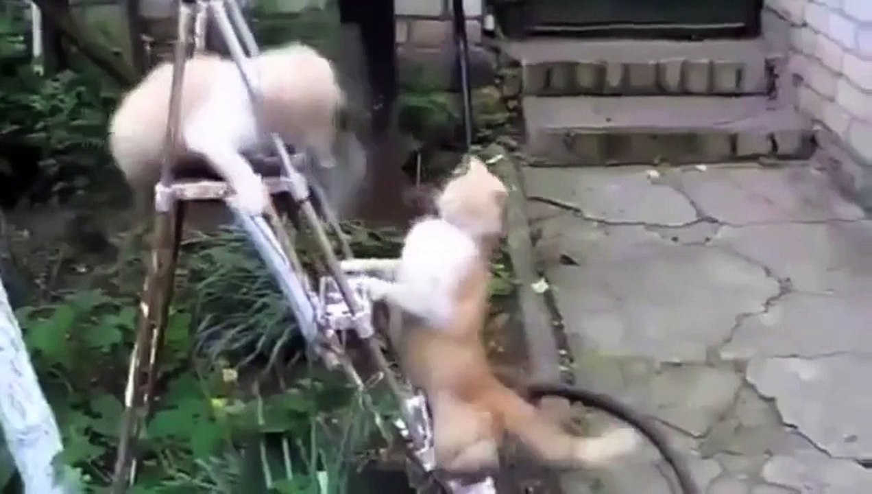 ♥めちゃ面白動画編 おもしろい/かわいいネコ 2014 FUNNNNNNN :)