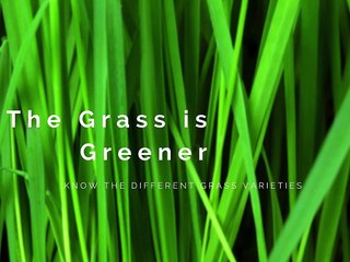 Different Grass Types