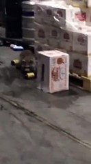 A raccoon broke into a warehouse full of booze