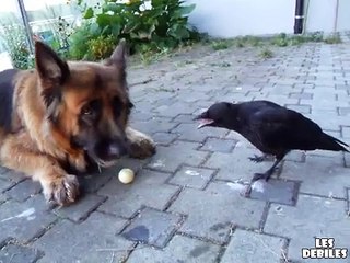 un-chien-un-homme-et-un-corbeau-jouent-a-la-balle