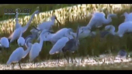 Video herunterladen: Lions Attack Hyenas - Lions Hunting Hyenas and More - Lions Documentary [National Geograph