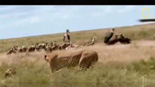 Wild Leopard Documentary Animals - The Life Of Leopard (National Geographic)