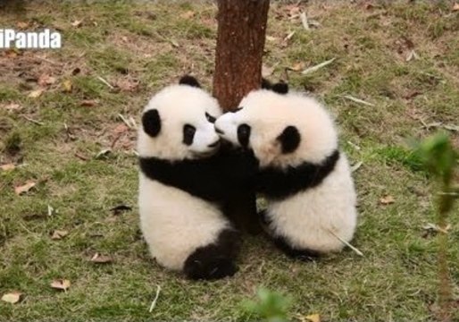 Baby Pandas Attempt Ambitious Climb