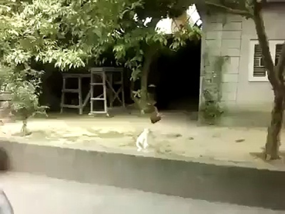 MaYmuN KEdiYle OynuYor