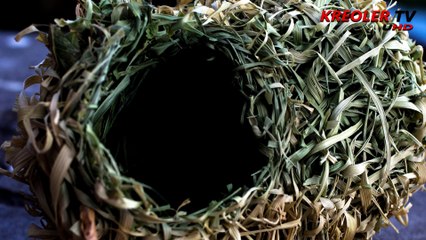 Nids de tisserins ( Zoizo bélier) - Île de la Réunion.
