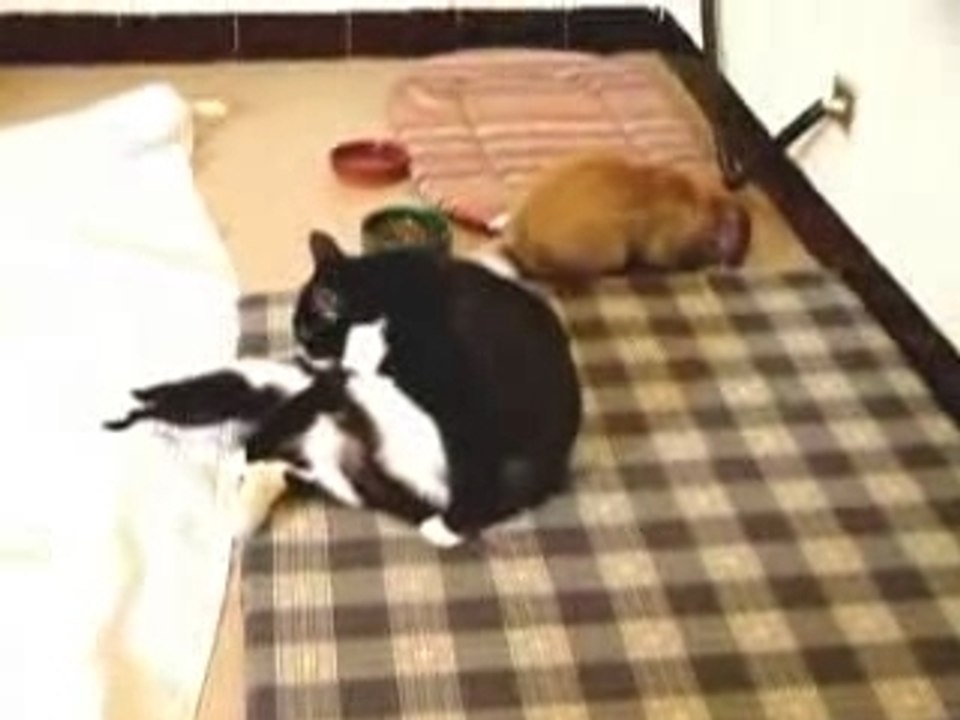 Rabbit & tuxedo cat II