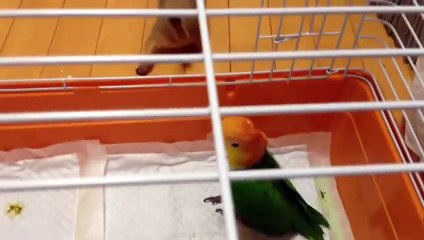 Попугай играет с сусликом