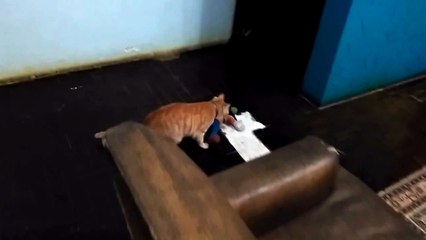 UFC - Ultimate Fighting Cat // Plasma vs. Goofy