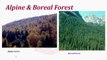 Coniferous Alpine and Boreal Forests & Snow Cover and Temperature