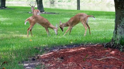 Black Cat Scares Off A Herd Of Deer
