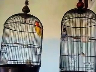 ngekek panjang burung juara lovebird dakocan biru
