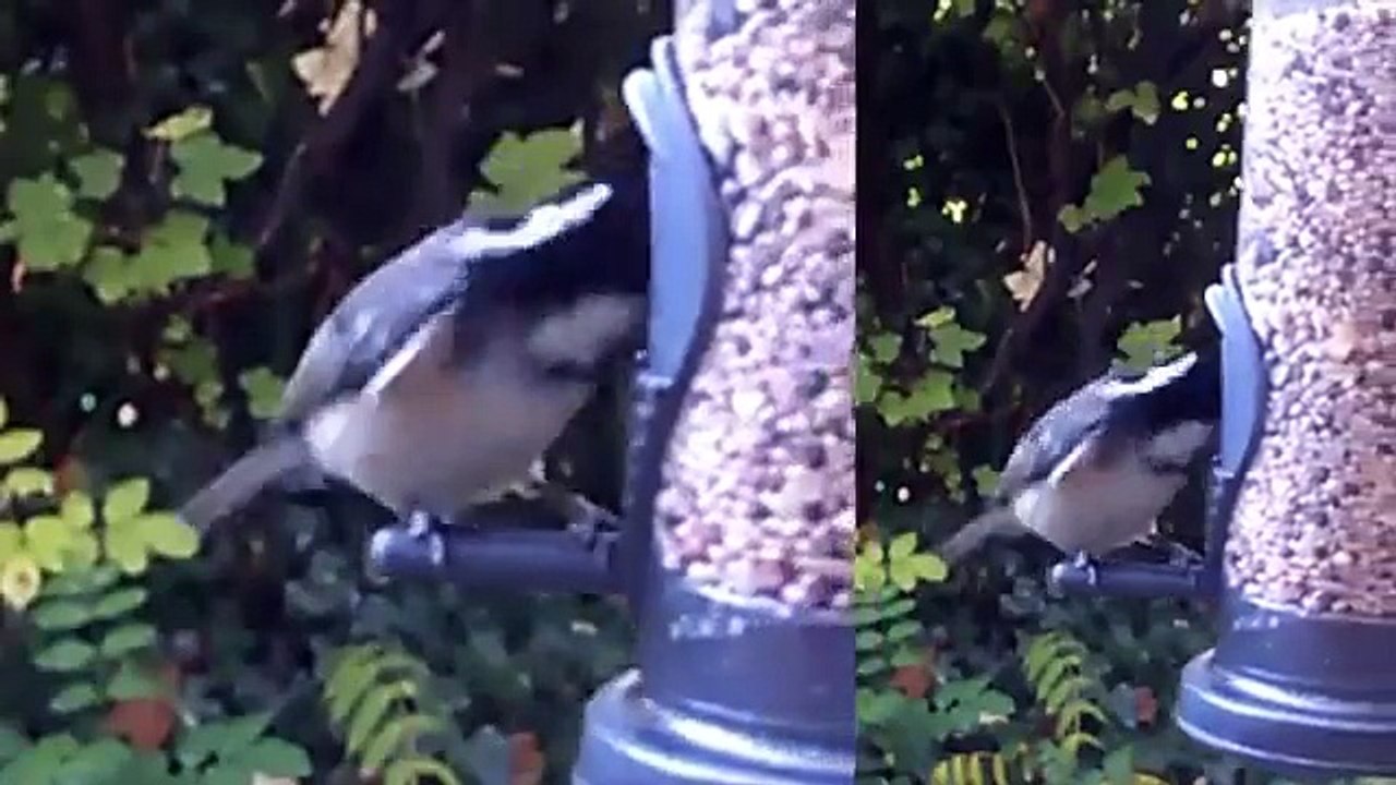 Coal tits eating, 28/10/15