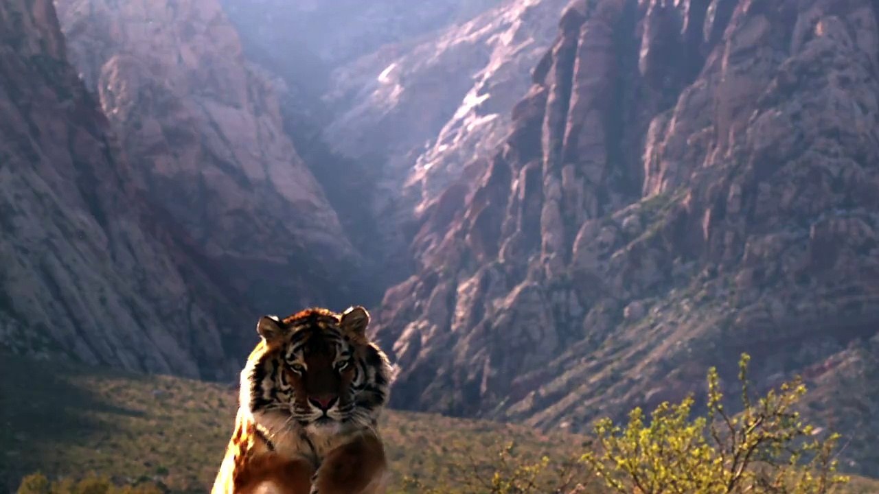 Tiger Jummp