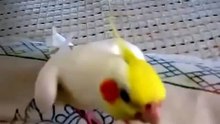 Попугай красиво свистит