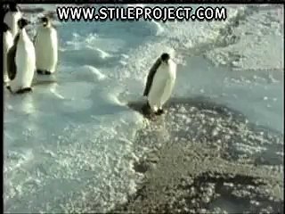 1-Stupid-Penguin