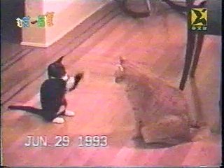 Cat Boxing competition