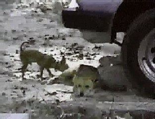 little dog fights back