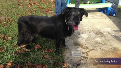 14-year-old dog whose owner told shelter it had the wrong number gets forever home