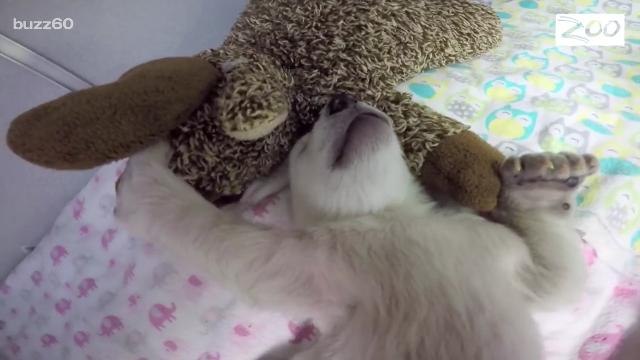 Cute polar bear cub snuggles with stuffed animal, adorably snores while it sleeps