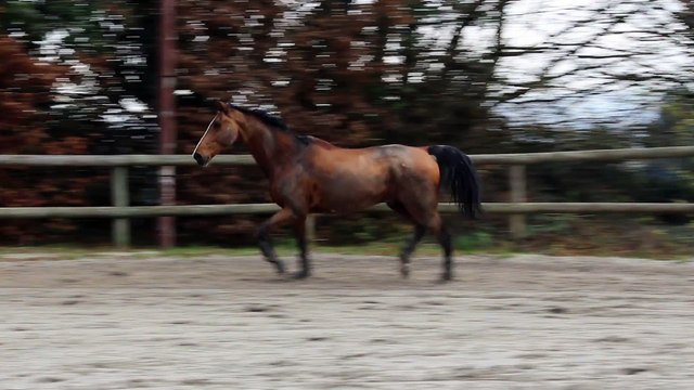 15-12-13 - Liberté au trot 2