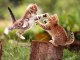 The Lives Of Lions - National Geographic animals fighting - Nat Geo Wild documentary films HD