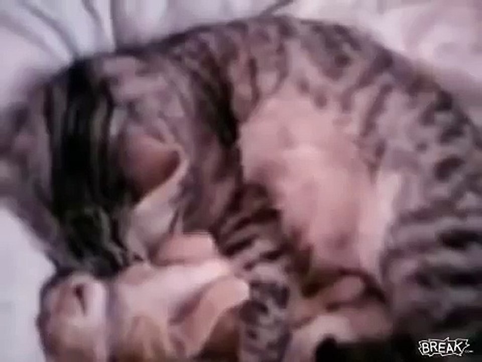 Кошка защищает котенка от кошмара