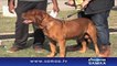 Dog Pet Show In Dubai December 2015 Samaa Urdu News _#8211; Breaking News ,Urdu News,Pakistan News,Latest News