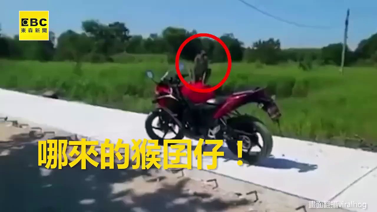 Monkey fights back