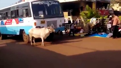 Cow stops bus that run over her calf