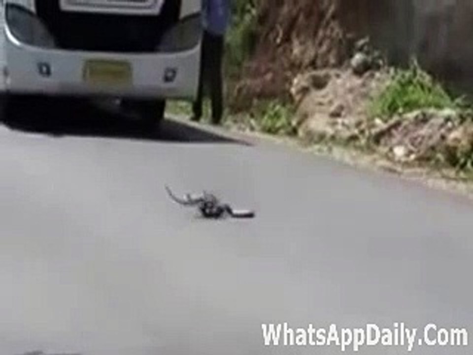 Snake Vs Nevala HD