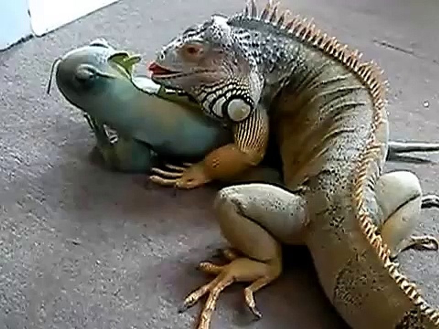 Iguana rubber friend