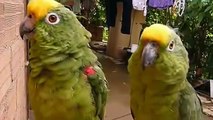 Papagaios engraçados verdes cantando e assobiando
