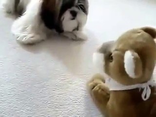 Conseguir um cão com um convidado