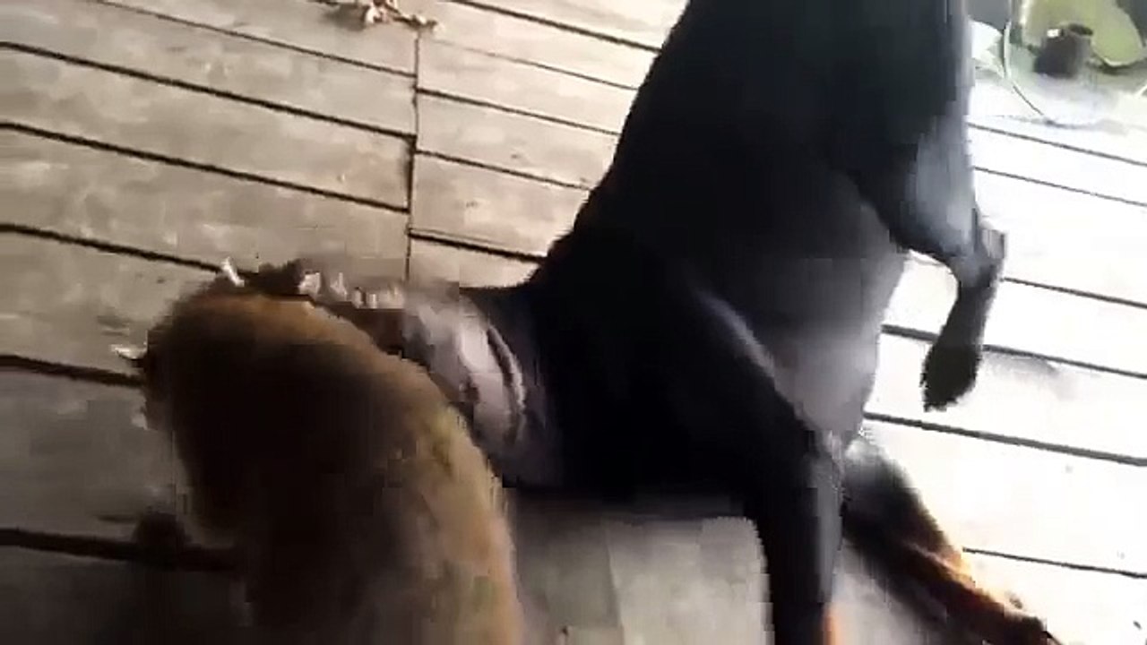 Raccoon ataque do cão