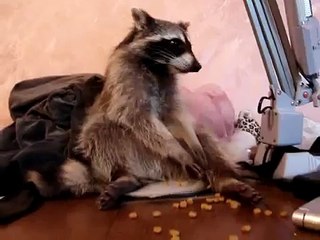 Raccoon decidiu ter uma refeição