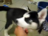 Shiba Inu cachorros juegos con los Huskies
