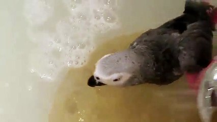 Jaco se baña en el baño!