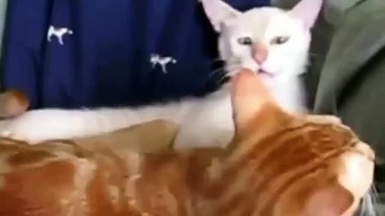 Animales hacen muecas