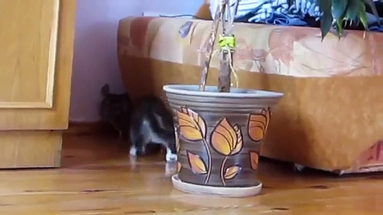 Jeux chaton avec chinchilla