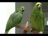 Duet drôle perroquet de chant Amazon