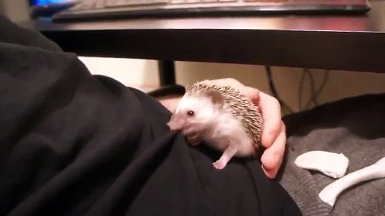 Hedgehog faim