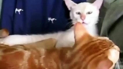 Animaux font des grimaces