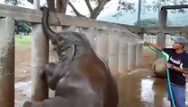 Elephant enjoys taking a bath